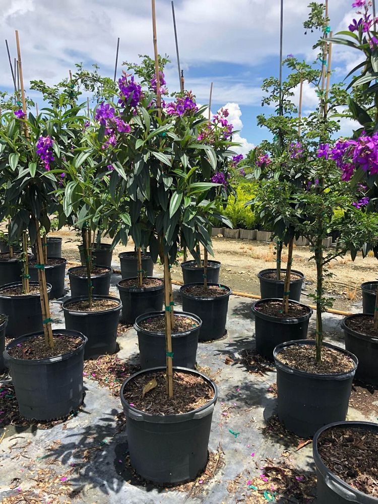 Purple Glory Flowering Tree Tibouchina