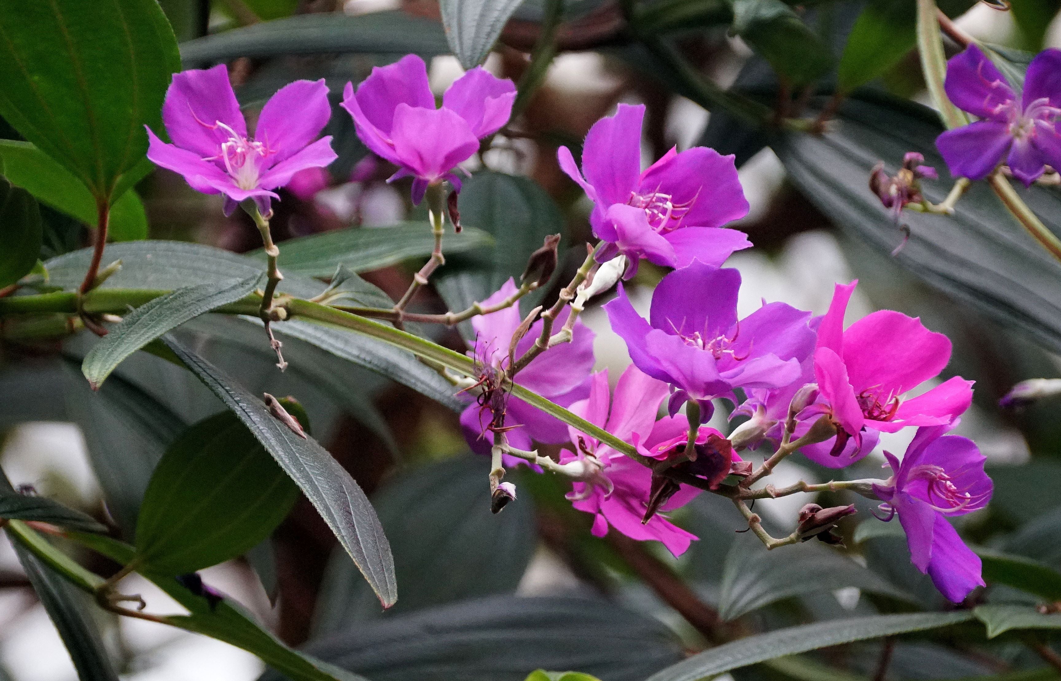 Purple Glory Flowering Tree Tibouchina