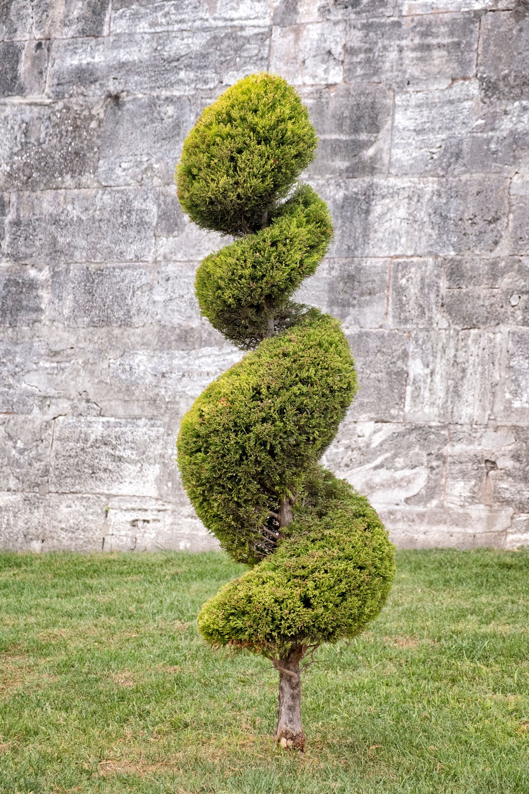 Topiary Spiral Tree Form Blue Point Juniper
