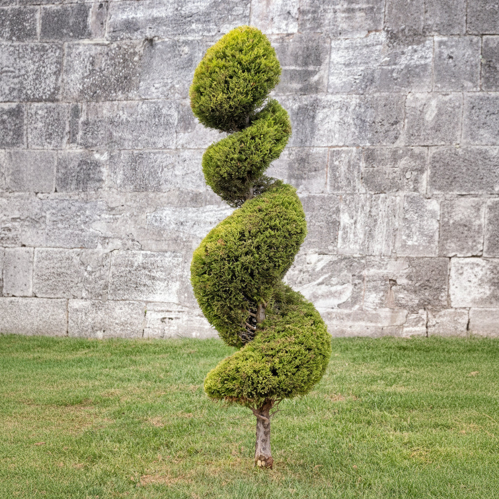 Spiral-shaped topiary tree against a stone wall