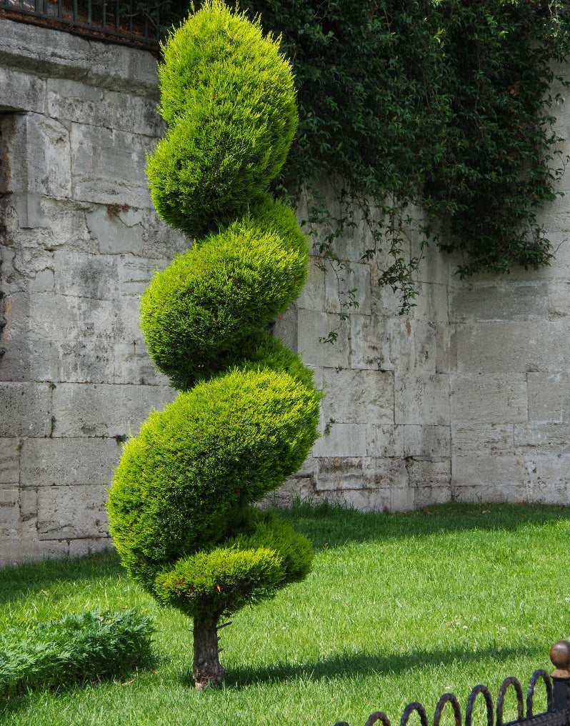mature in landscape Twisted topiary tree against a stone wall
