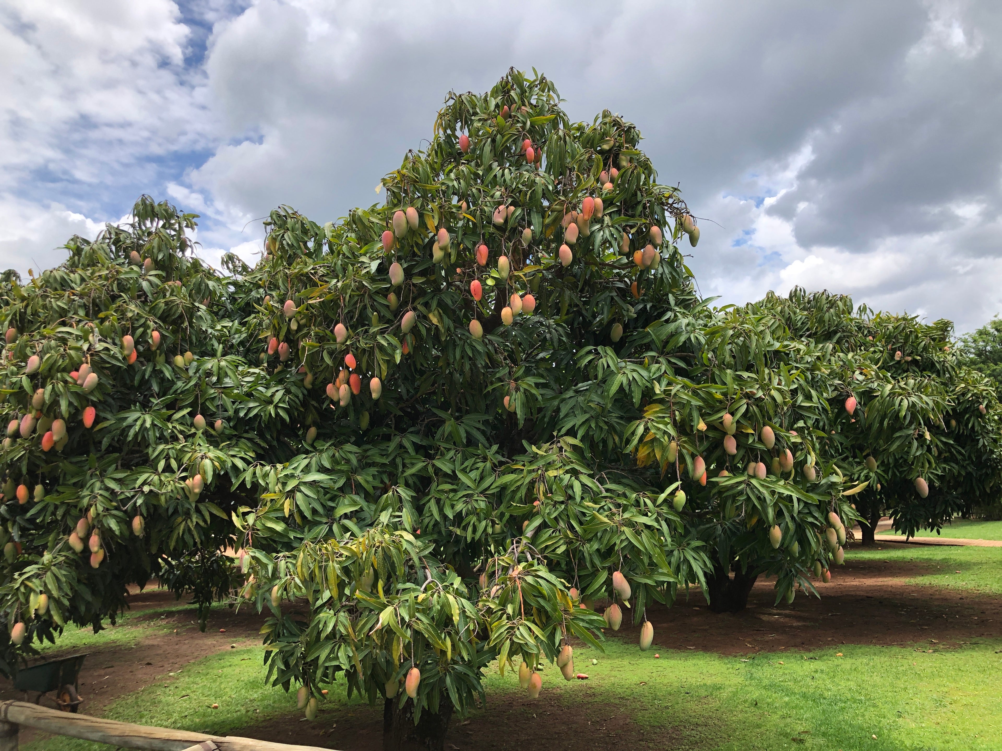 Valencia Pride Mango Fruit Tree, Mangifera indica