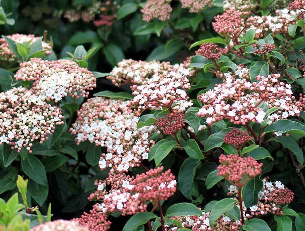 Viburnum Mrs Schillers Delight, Flowering Shrub