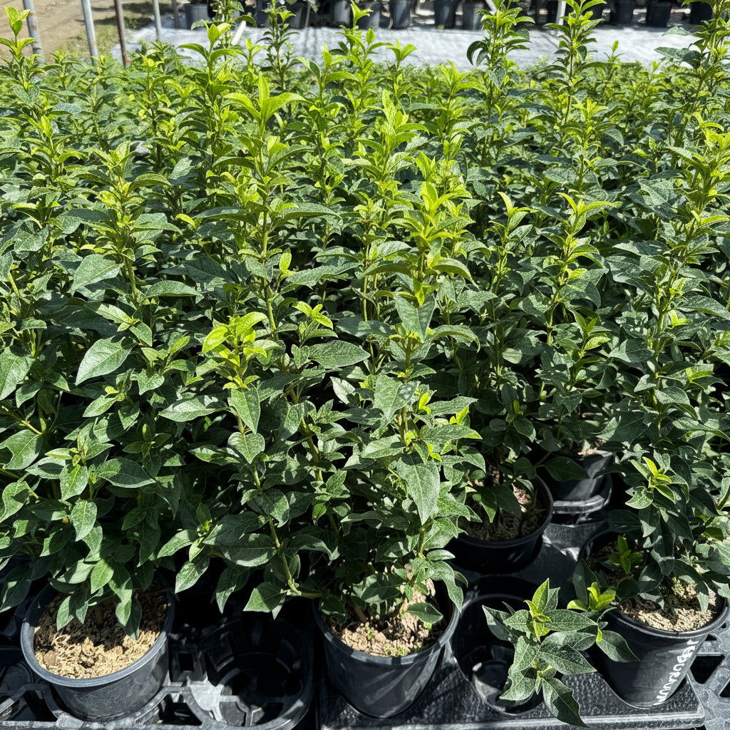 Viburnum Sweet Viburnum Odoratissimum, Flowering Shrub
in 6in pot in trays