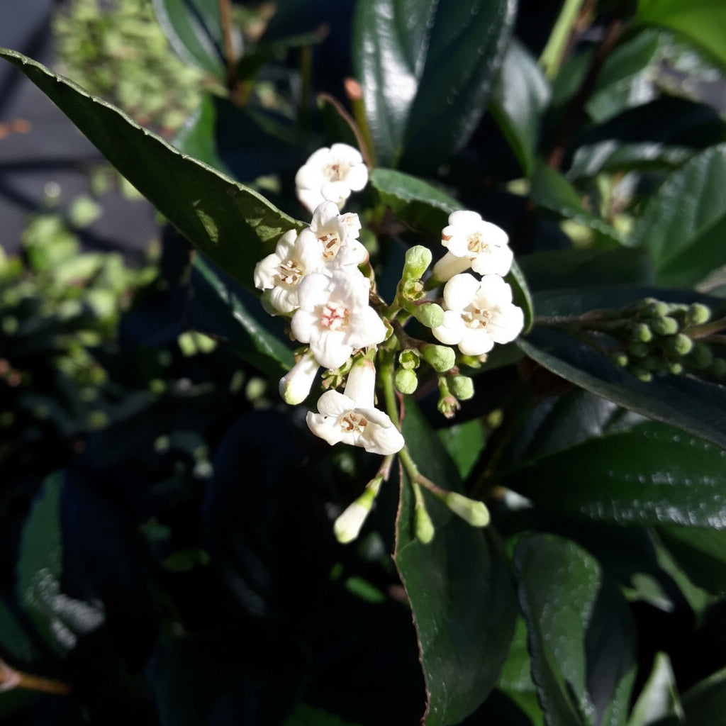 white leaves of Viburnum Suspensum, Flowering Shrub