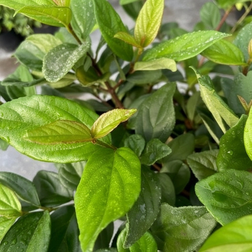 front view of Viburnum Suspensum, Flowering Shrub