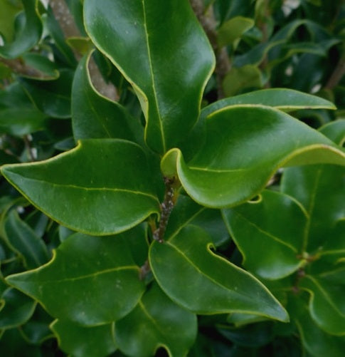 Wavy Leaf Ligustrum Recurve close view