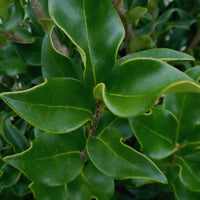 Wavy Leaf Ligustrum Recurve