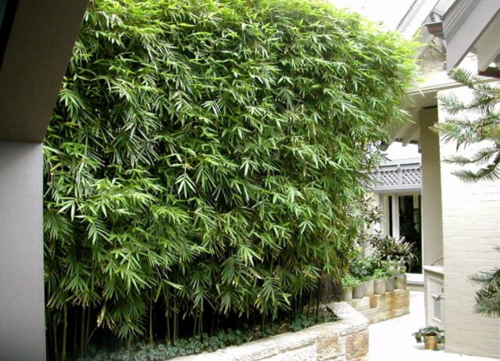 Wild Bamboo, Lasiacis Divaricata inside of a house