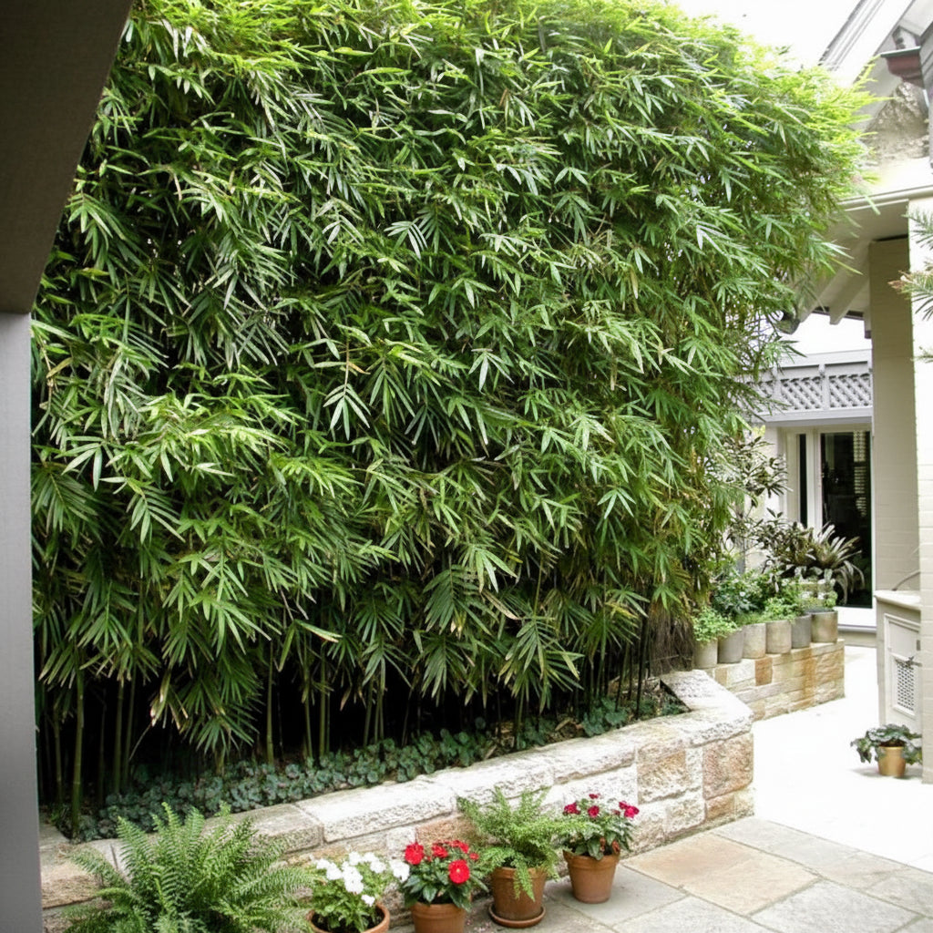 Wild Bamboo, Lasiacis Divaricata inside of a house