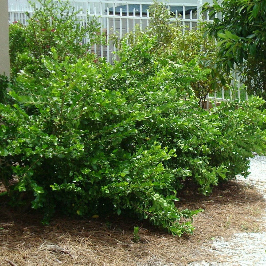 A mature White Indigo Berry (Randia aculeata) shrub featuring dense, bright green foliage