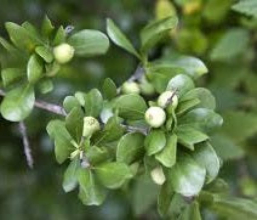 A mature White Indigo Berry (Randia aculeata) shrub featuring dense, bright green foliage