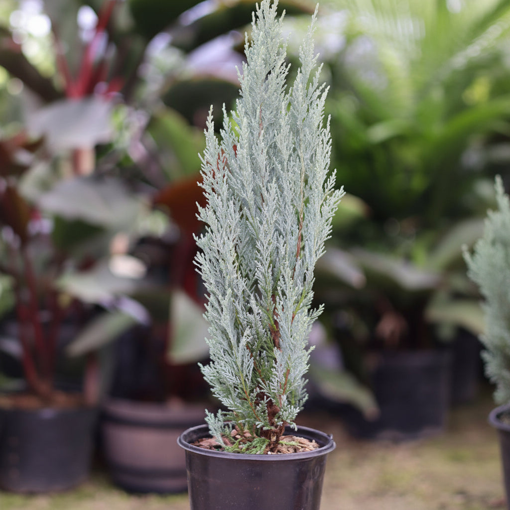 Potted Topiary Spiral Blue Point Juniper tree.