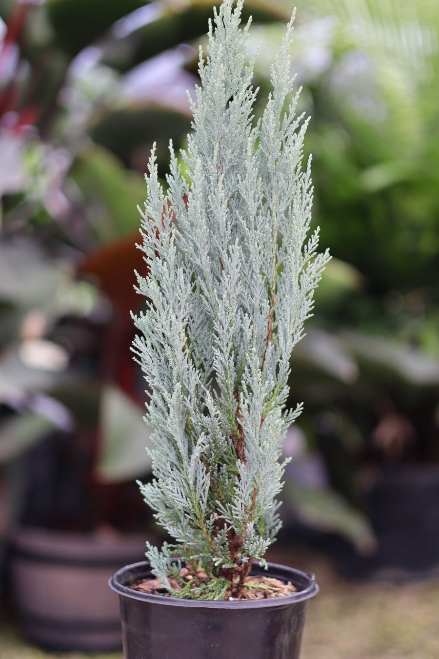 Potted Topiary Spiral Blue Point Juniper tree.