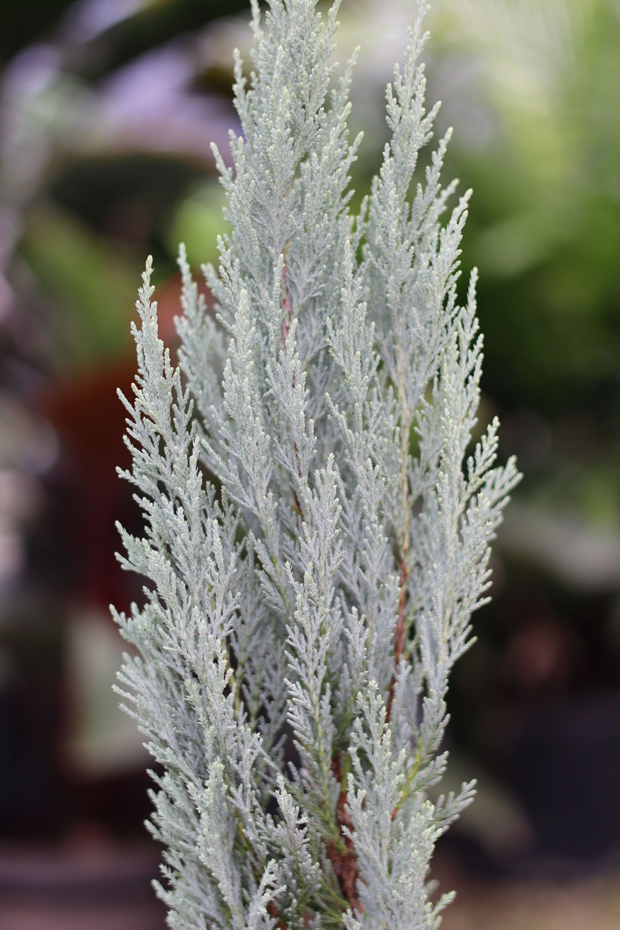 Wichita Blue, Rocky Mountain Juniper