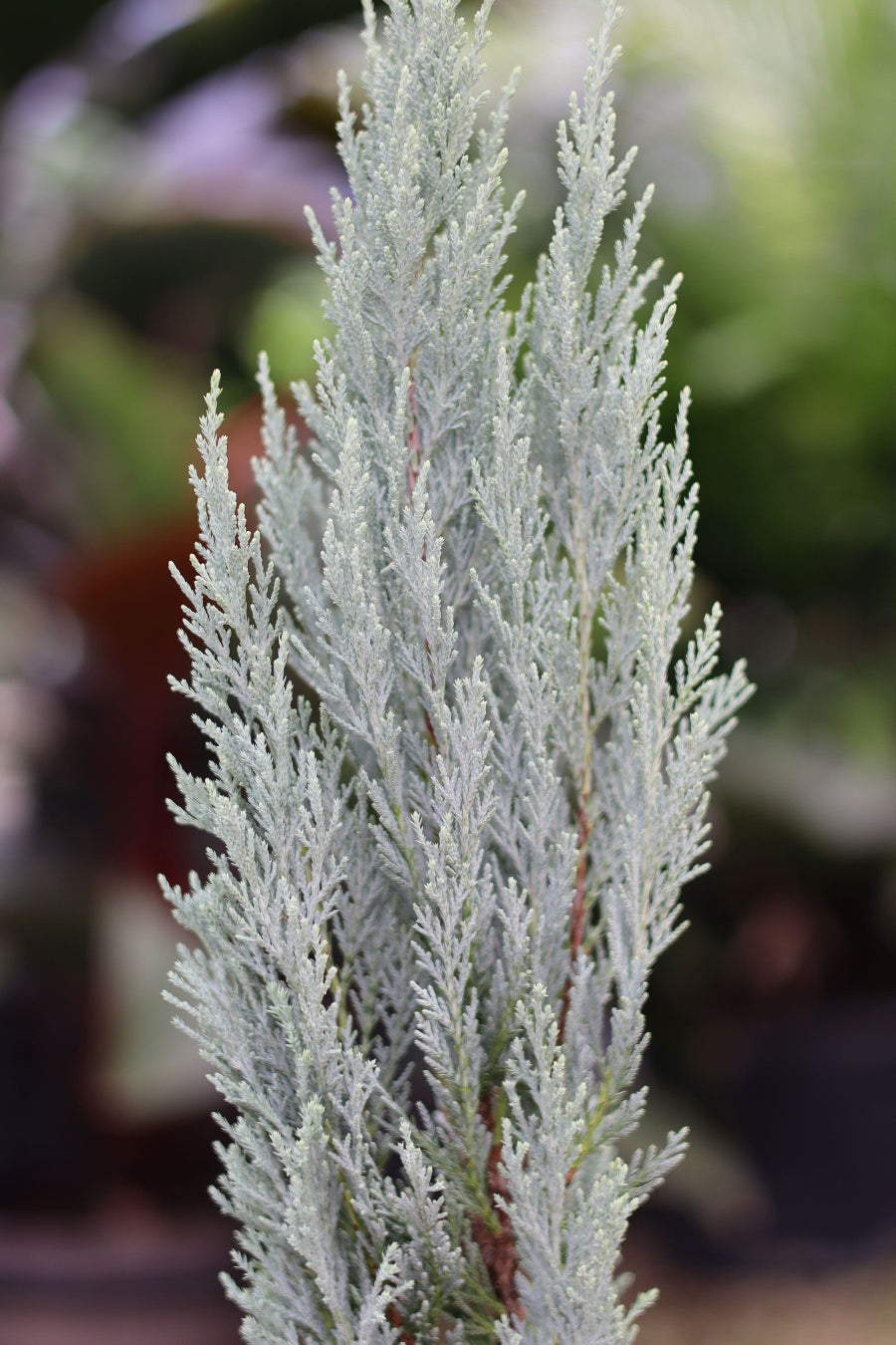 Potted Topiary Spiral Blue Point Juniper tree.