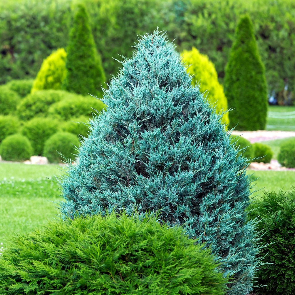 Moonglow, Rocky Mountain Juniper, Juniperus scopulorum