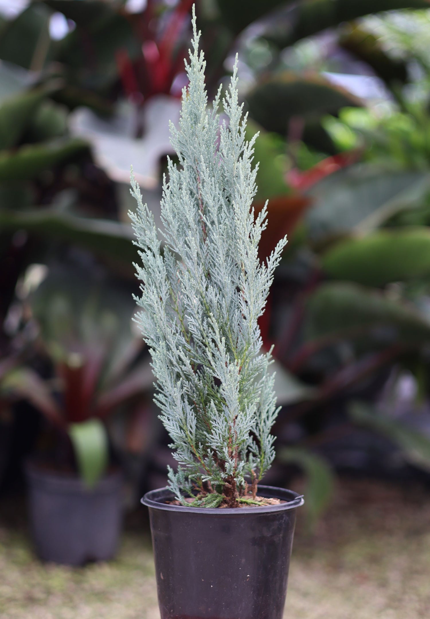 Wichita Blue, Rocky Mountain Juniper