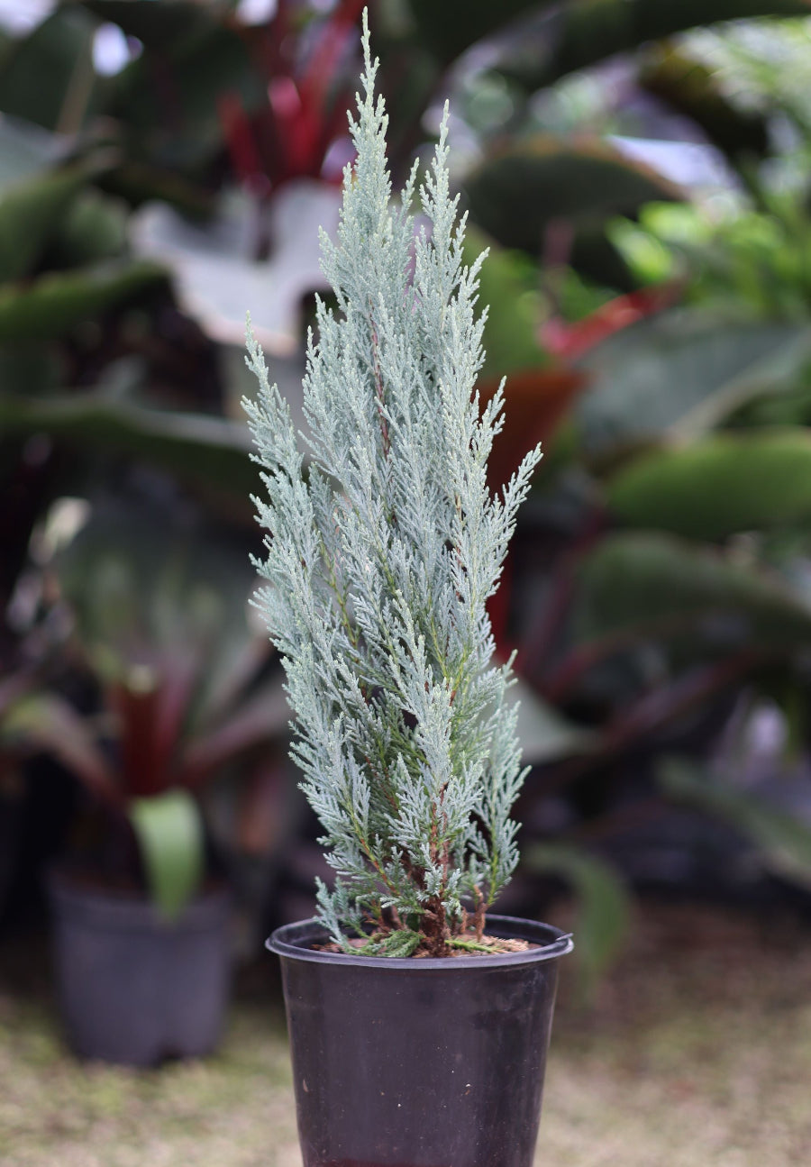 Potted Wichita Blue Juniper tree