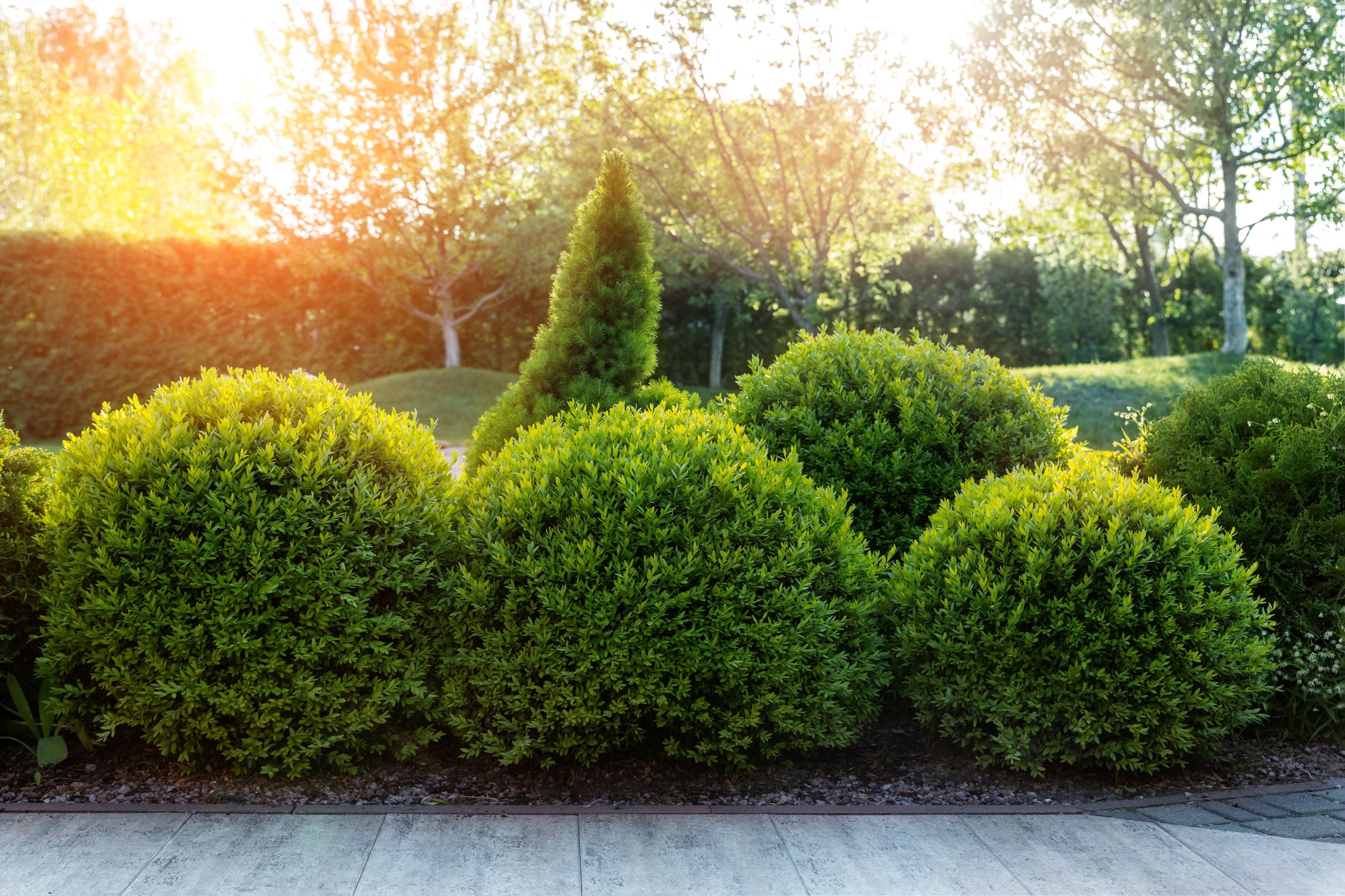 Winter Green Boxwood Shrub