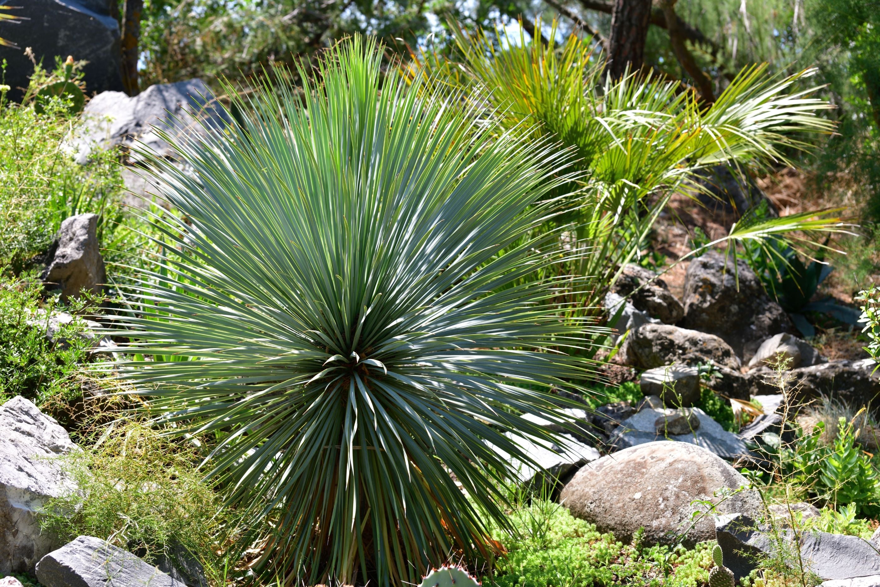 Yucca Rostrata Beaked Yucca, Desert Jewel Palm