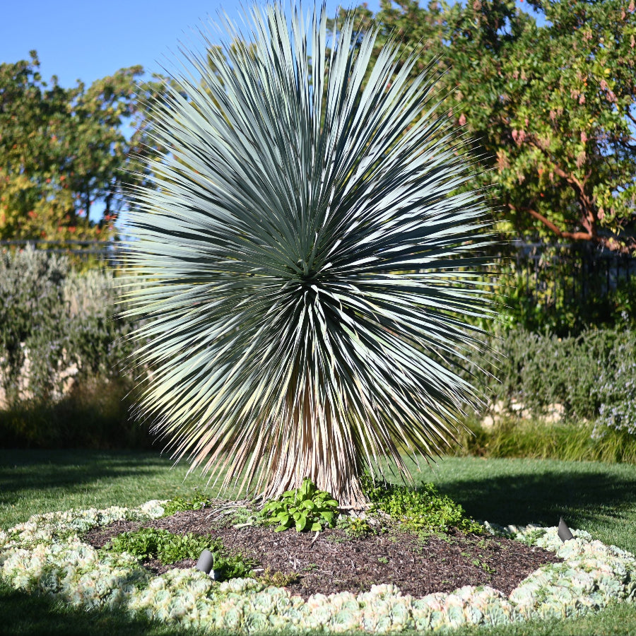 yucca palm plant Big Bend Yucca Rostrata Plants, Large Size 3' Foot Tree