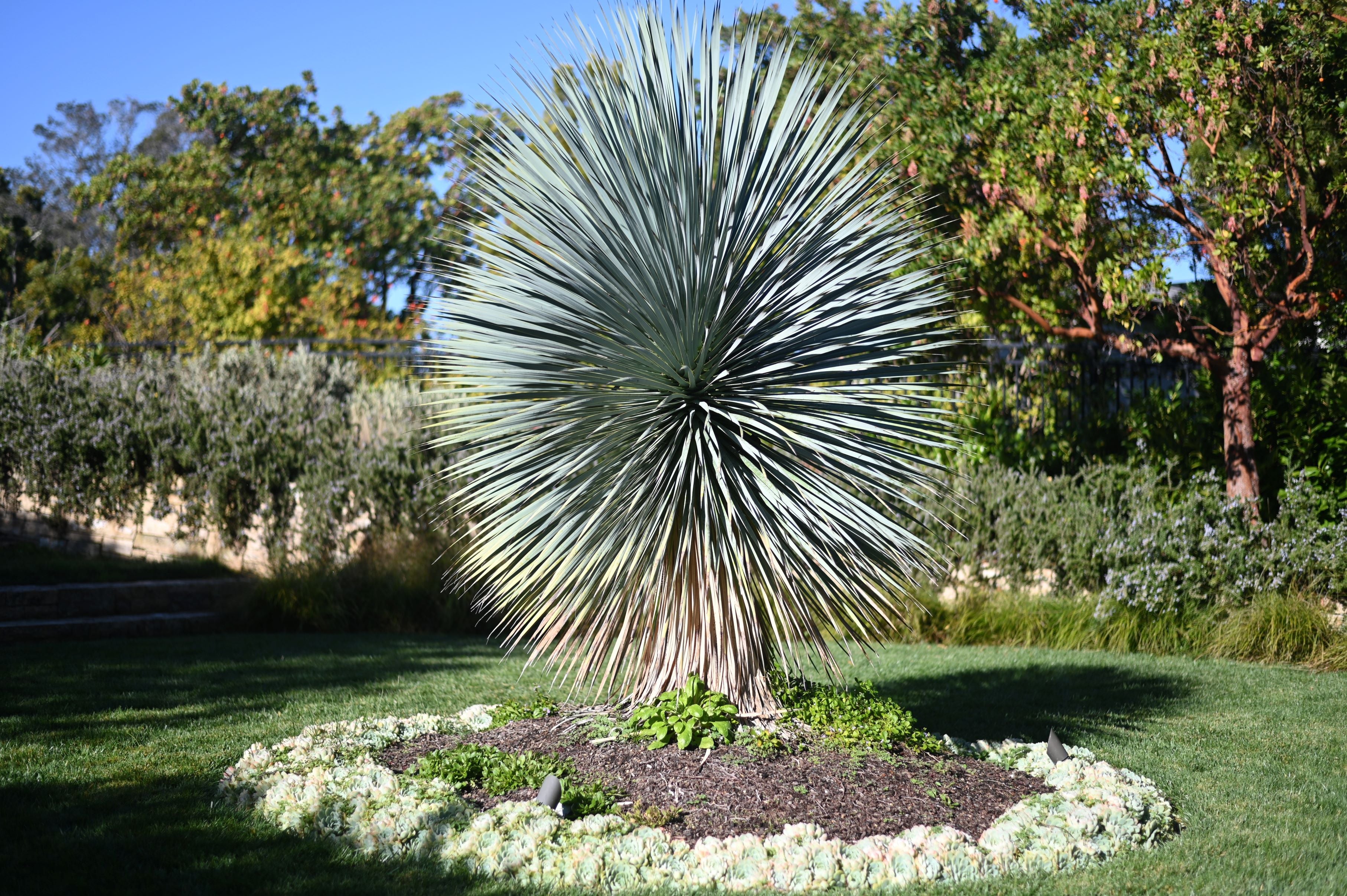 Yucca Rostrata Beaked Yucca, Desert Jewel Palm