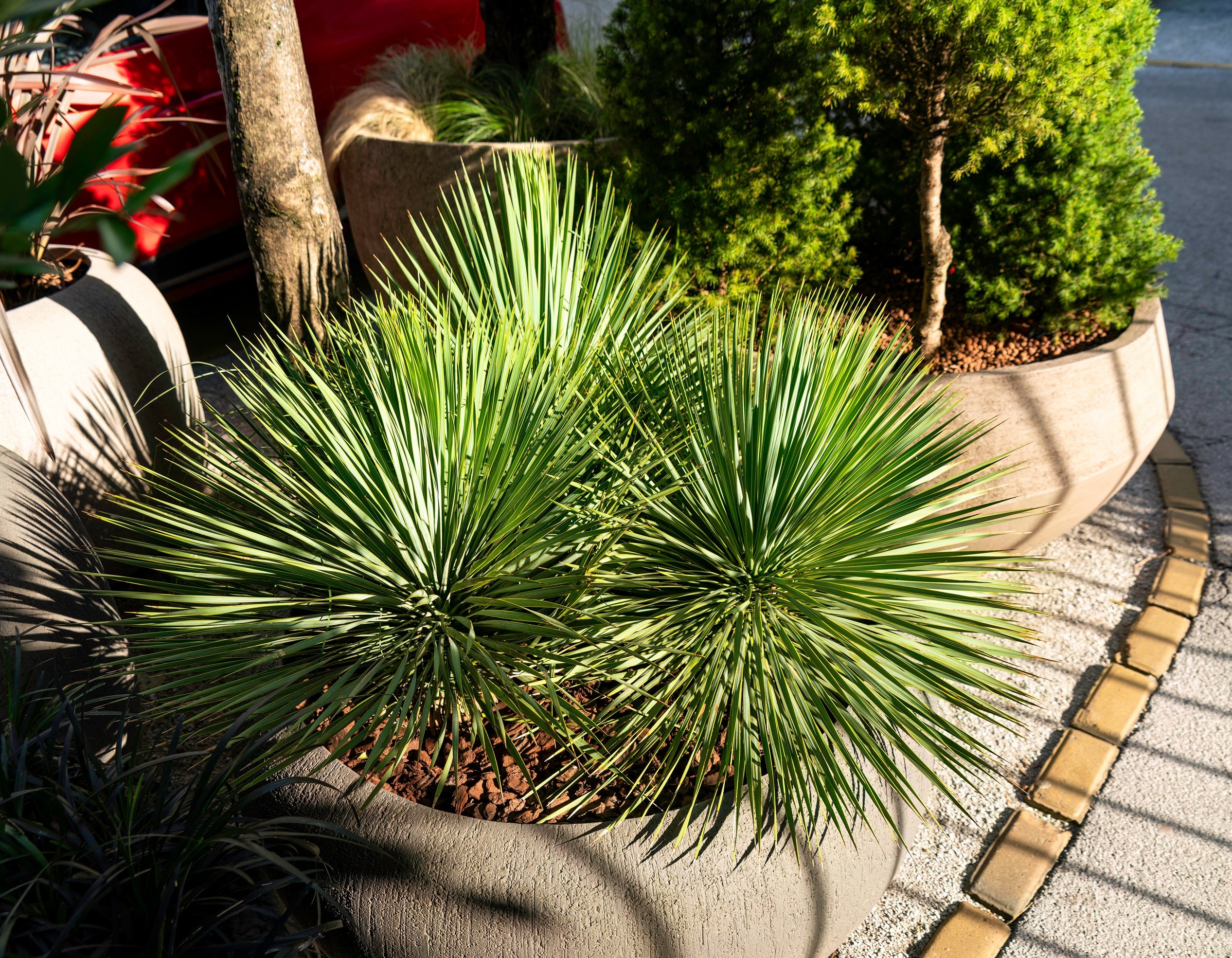 Yucca Rostrata Beaked Yucca, Desert Jewel Palm