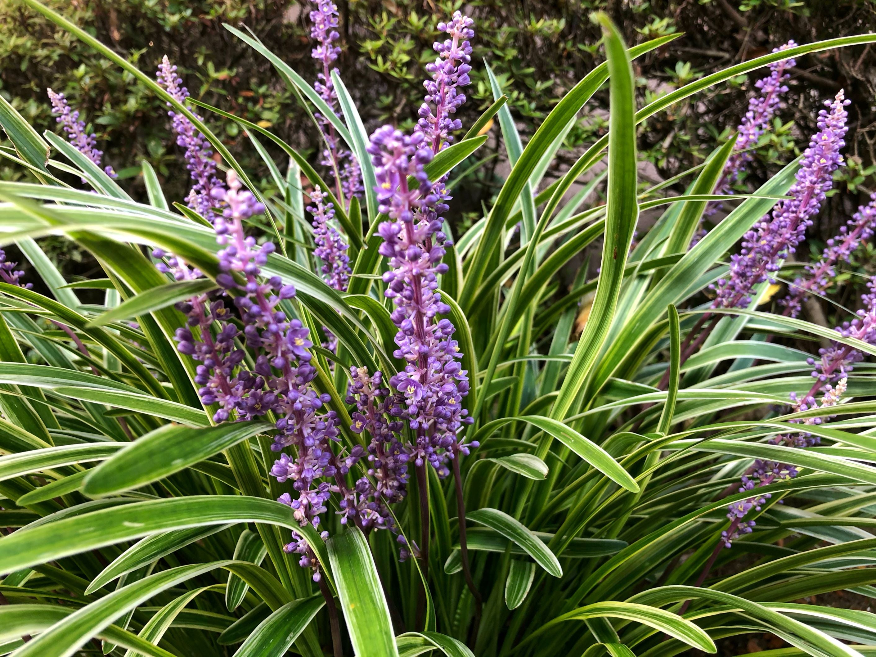 flowers of Liriope Muscari Variegated, Monkey Grass