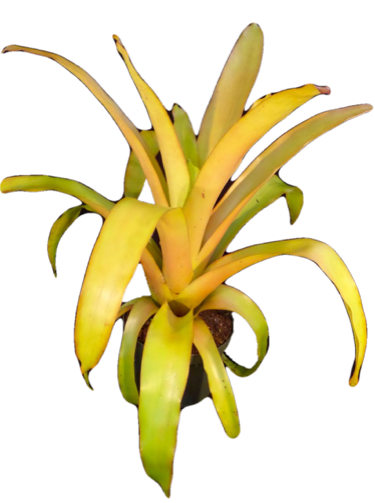 Aechmea Blanchetiana (Giant Orange hot Bromeliad)