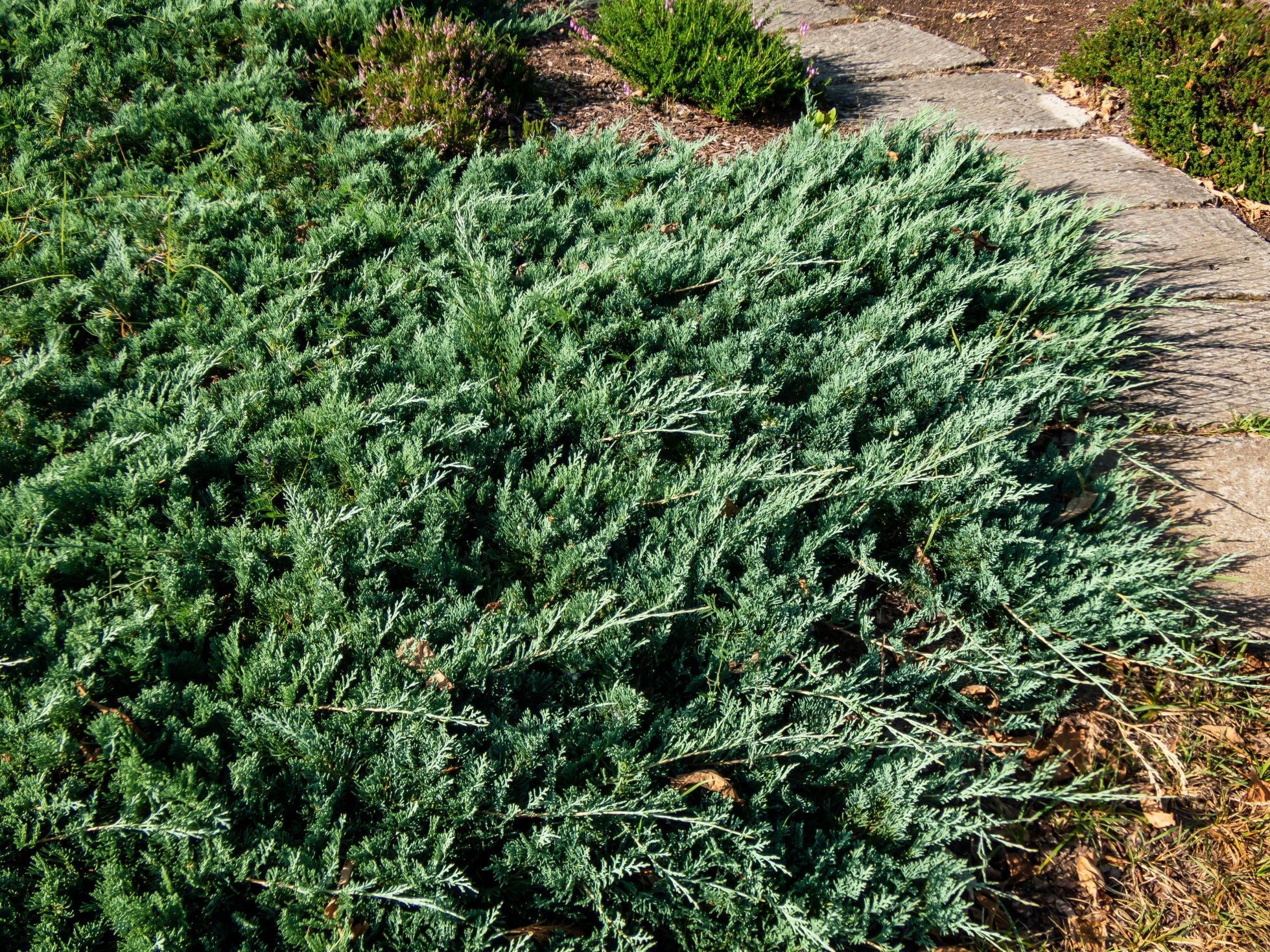 Blue Pacific Juniper Shrub