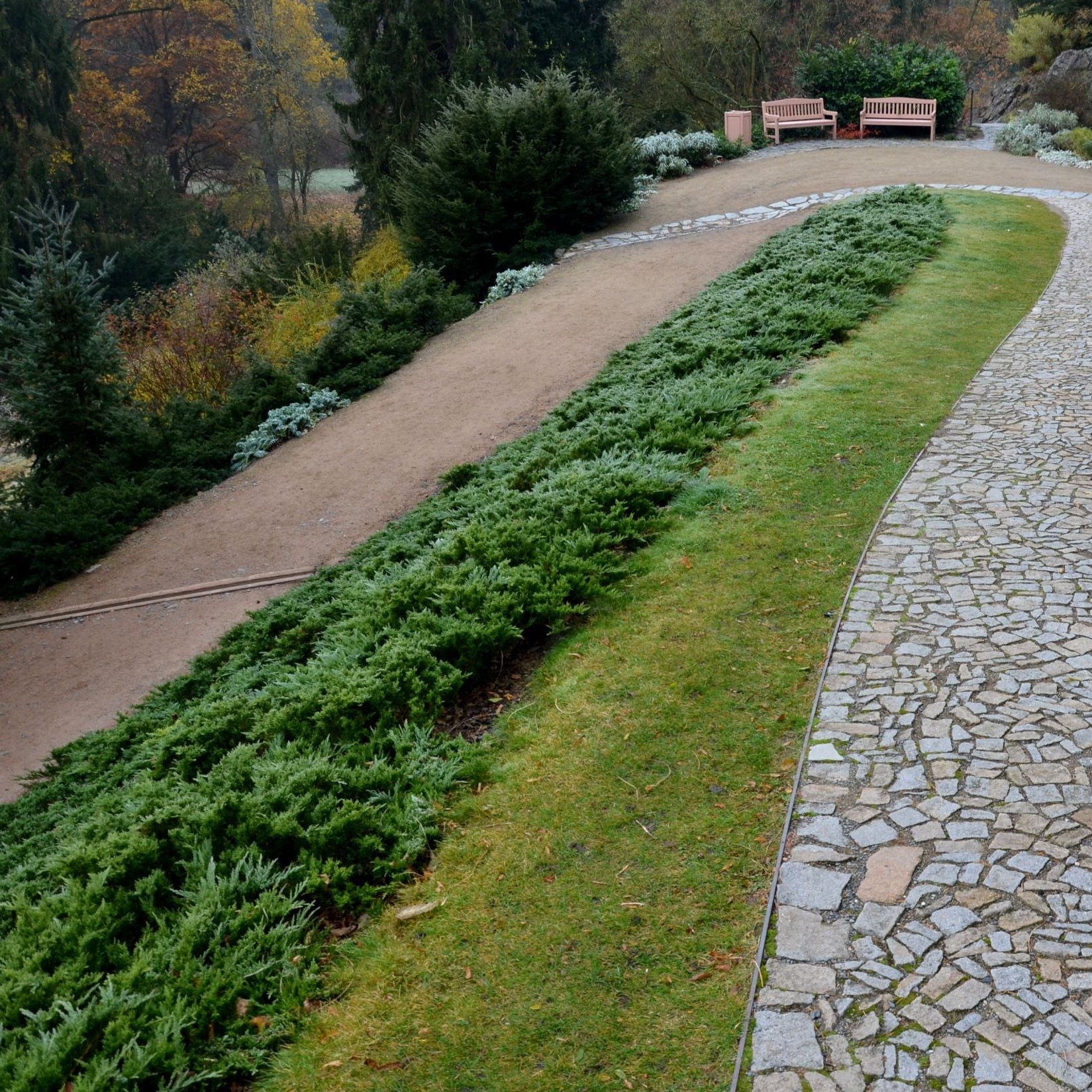 juniper blue pacific Green shrubbery growing along a stone path