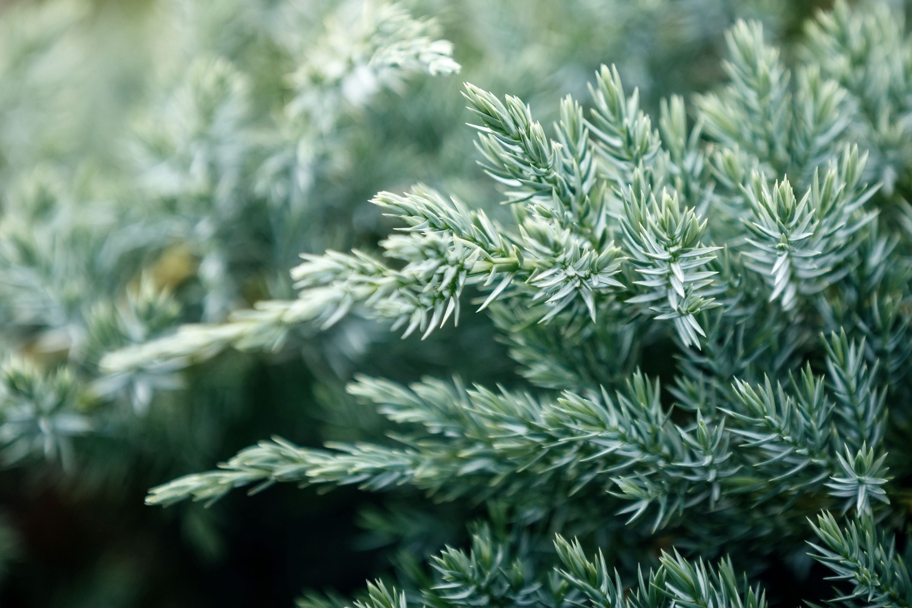 Blue Pacific Juniper Shrub
