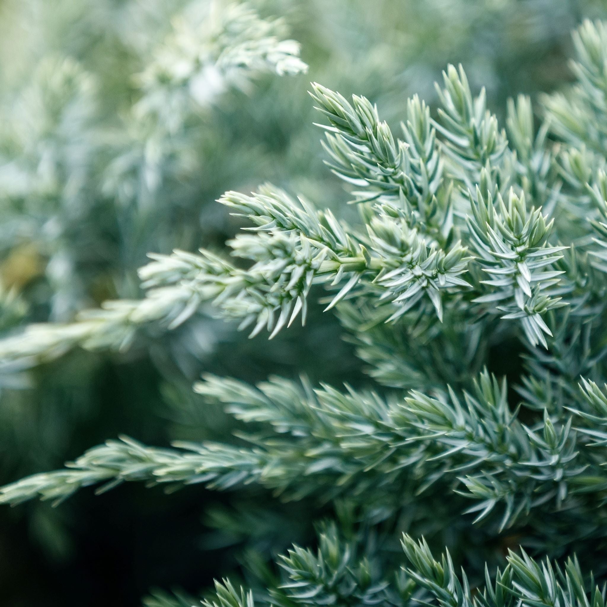 juniper blue pacific Green shrubbery growing along a stone path