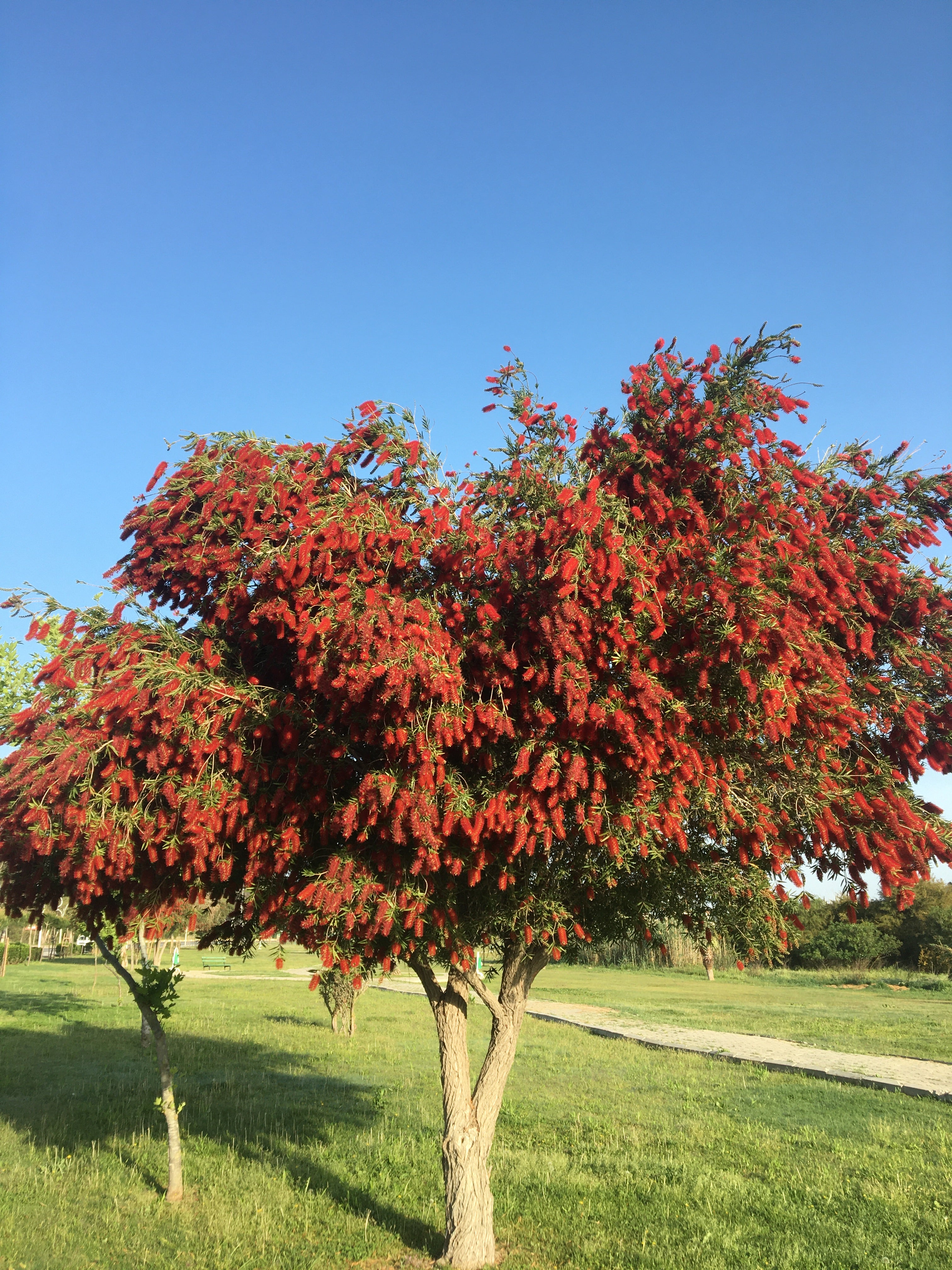 Bottlebrush Tree, Callistemon &