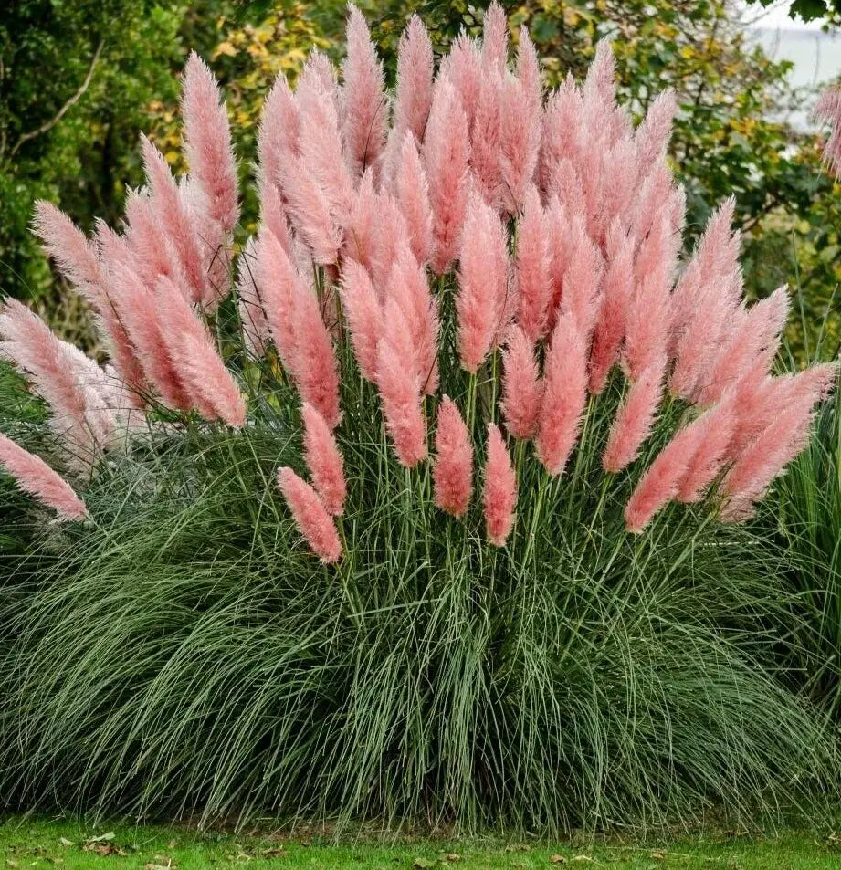Rosea Pink Pampas Grass