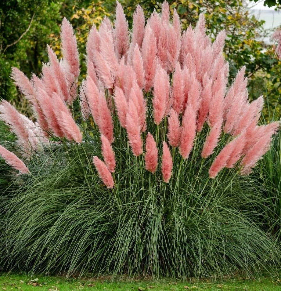Large bright pink pampas grass - Noir Florist