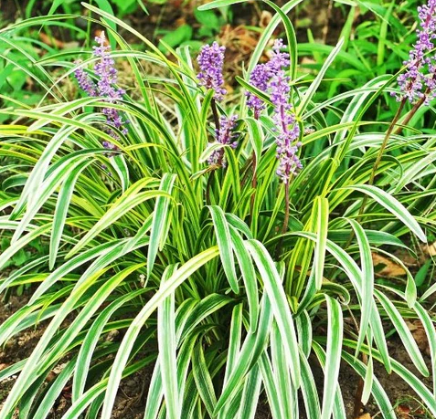 3 flowers of Liriope Muscari Variegated, Monkey Grass