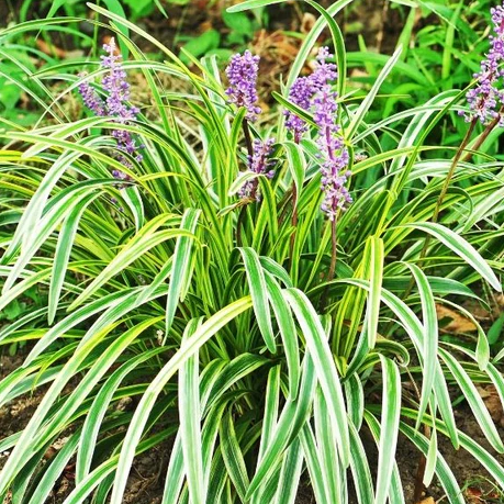 3 flowers of Liriope Muscari Variegated, Monkey Grass