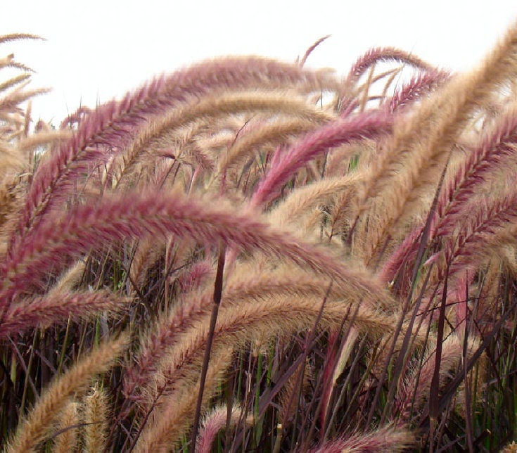 close view of Purple Fountain Grass