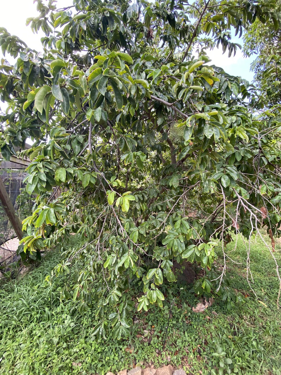 Soursop Guanabana Fruit Tree, Annona Muricata