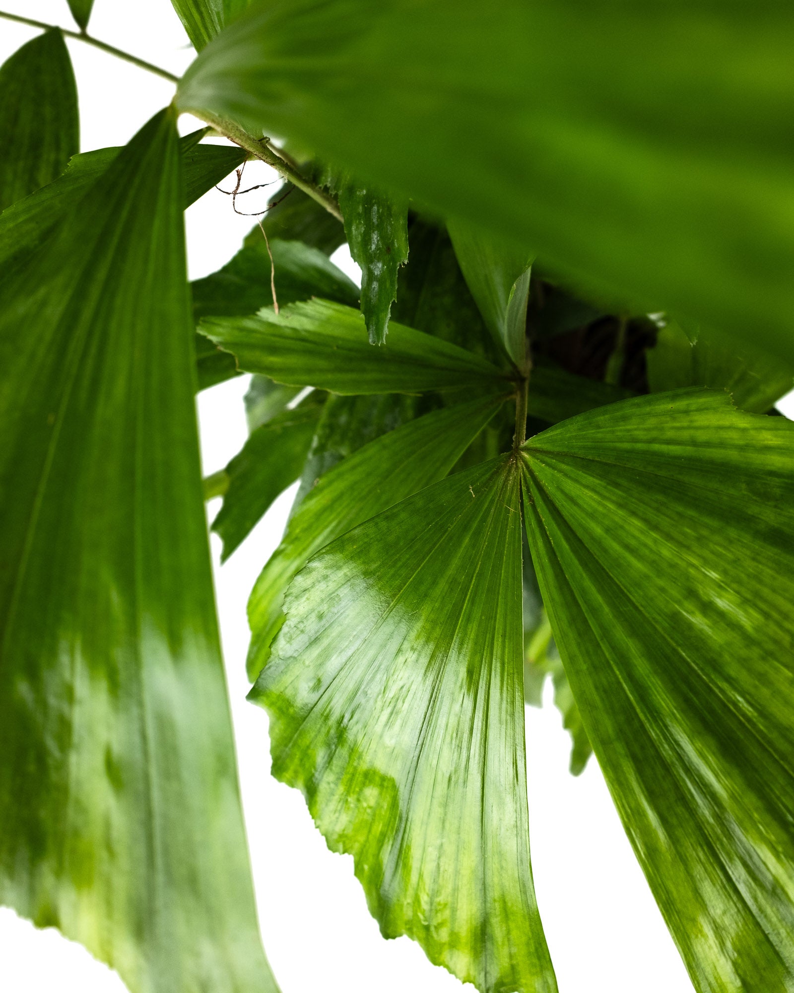Detailed view of vibrant green Caryota Mitis Fish Tail Palm foliage highlighting the unique split fishtail-shaped leaf pattern.