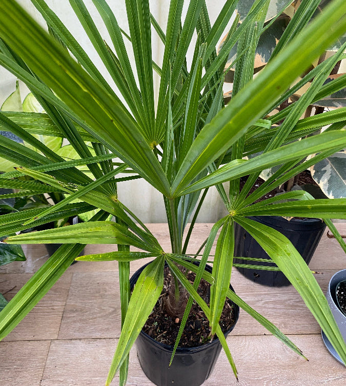 Close-up view of a young windmill palm with broad fan-shaped green fronds spreading outward from a slender textured trunk in a 1 gallon black nursery pot.