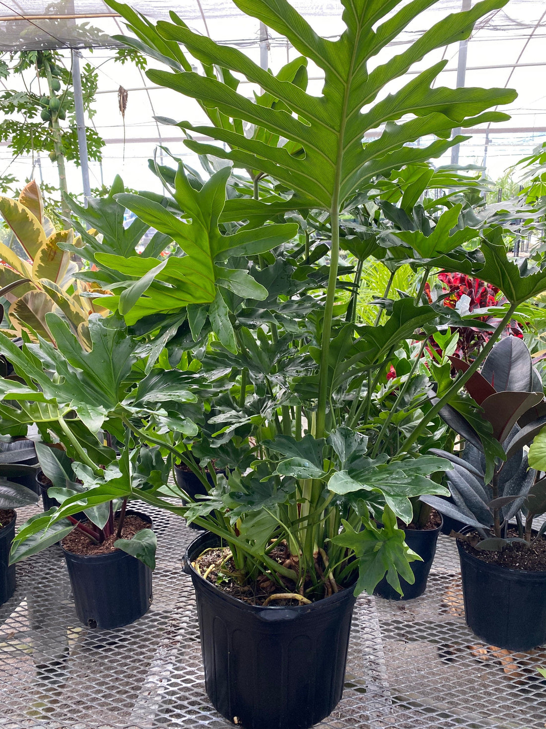 Philodendron Split Leaf Hope