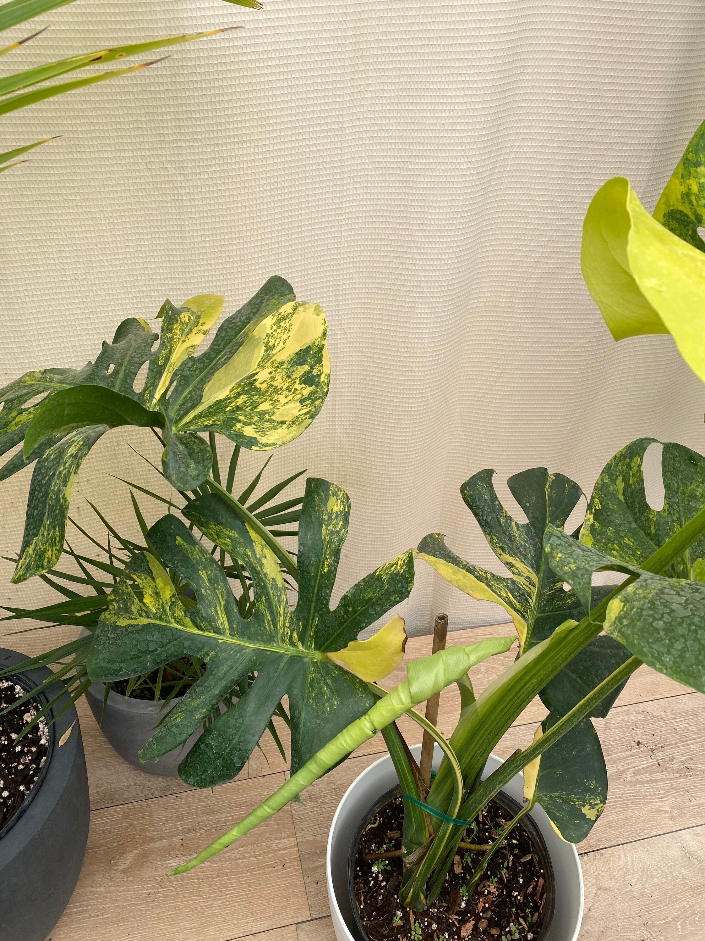 Monstera Deliciosa Aurea Highly Variegated Rare and Exotic