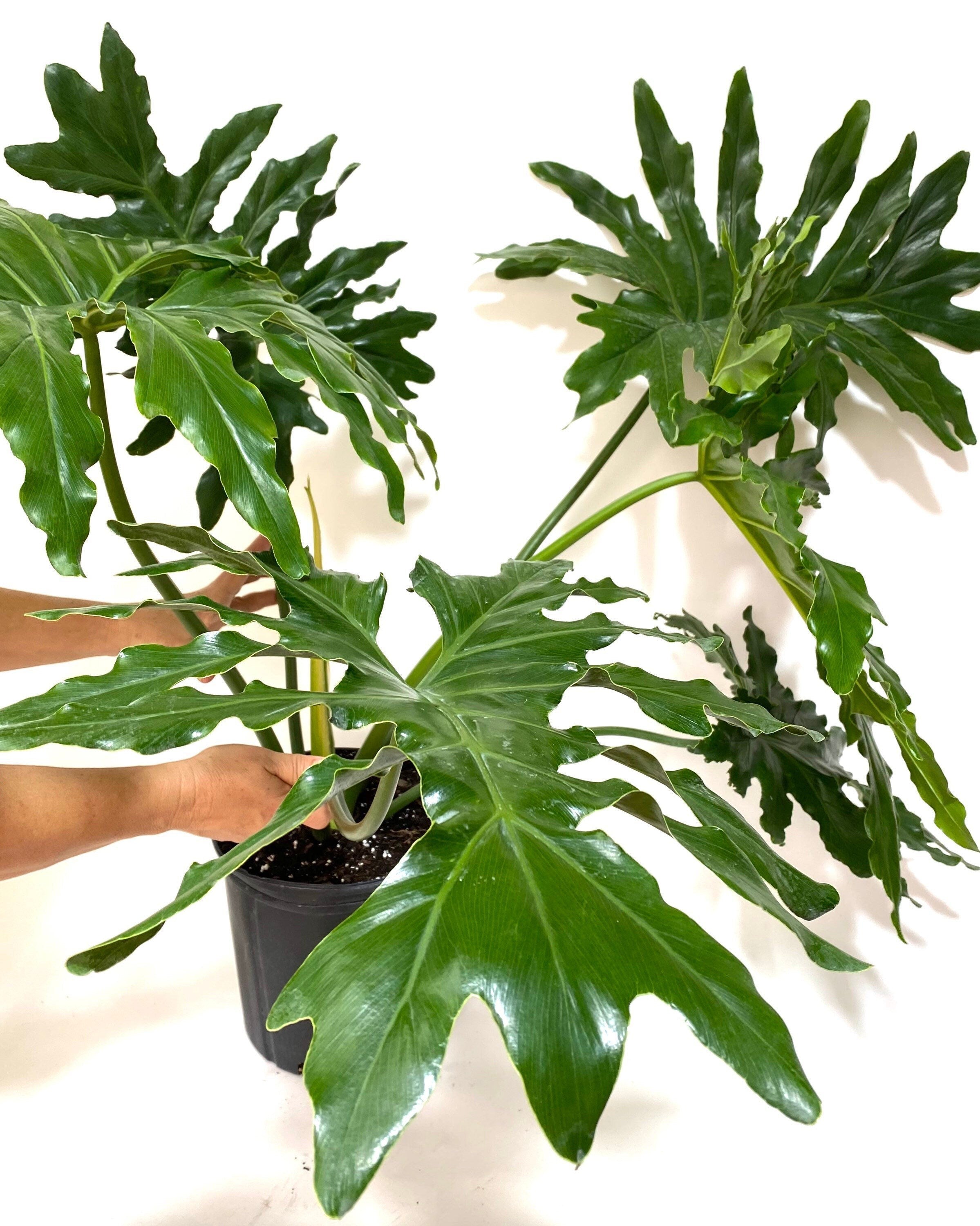 Philodendron Split Leaf Hope