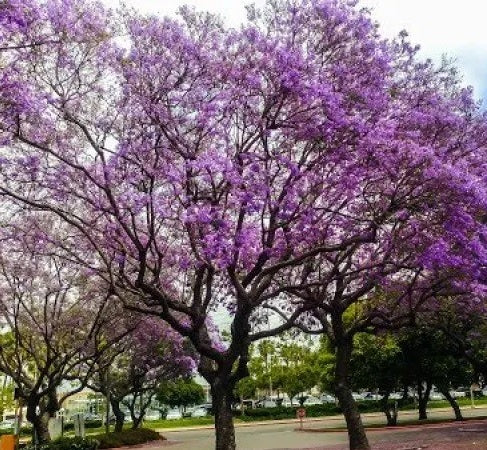Purple Jacaranda Mimosifolia Flowering Tree