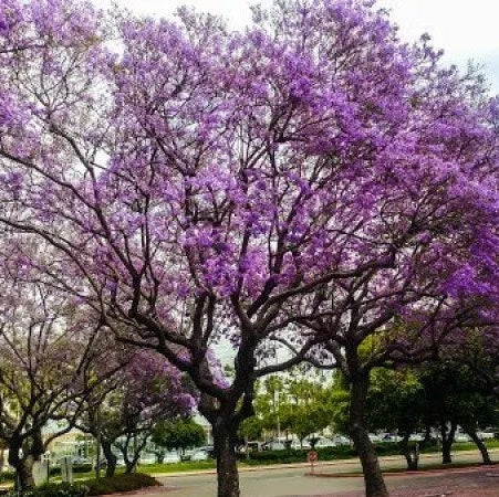 Mature Jacaranda Mimosifolia Purple Flowering Tree featuring a magnificent wide canopy entirely covered in vibrant purple blooms, standing in a landscaped outdoor park setting next to a paved path, ideal as a stunning shade tree and ornamental garden focal point.