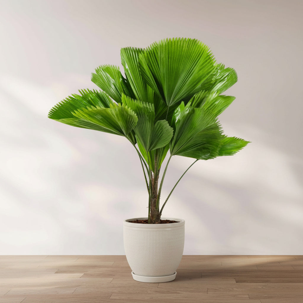 Fan palm with large rounded pleated green leaves growing from slender upright stems in a 2 gallon black nursery pot against a neutral indoor background.