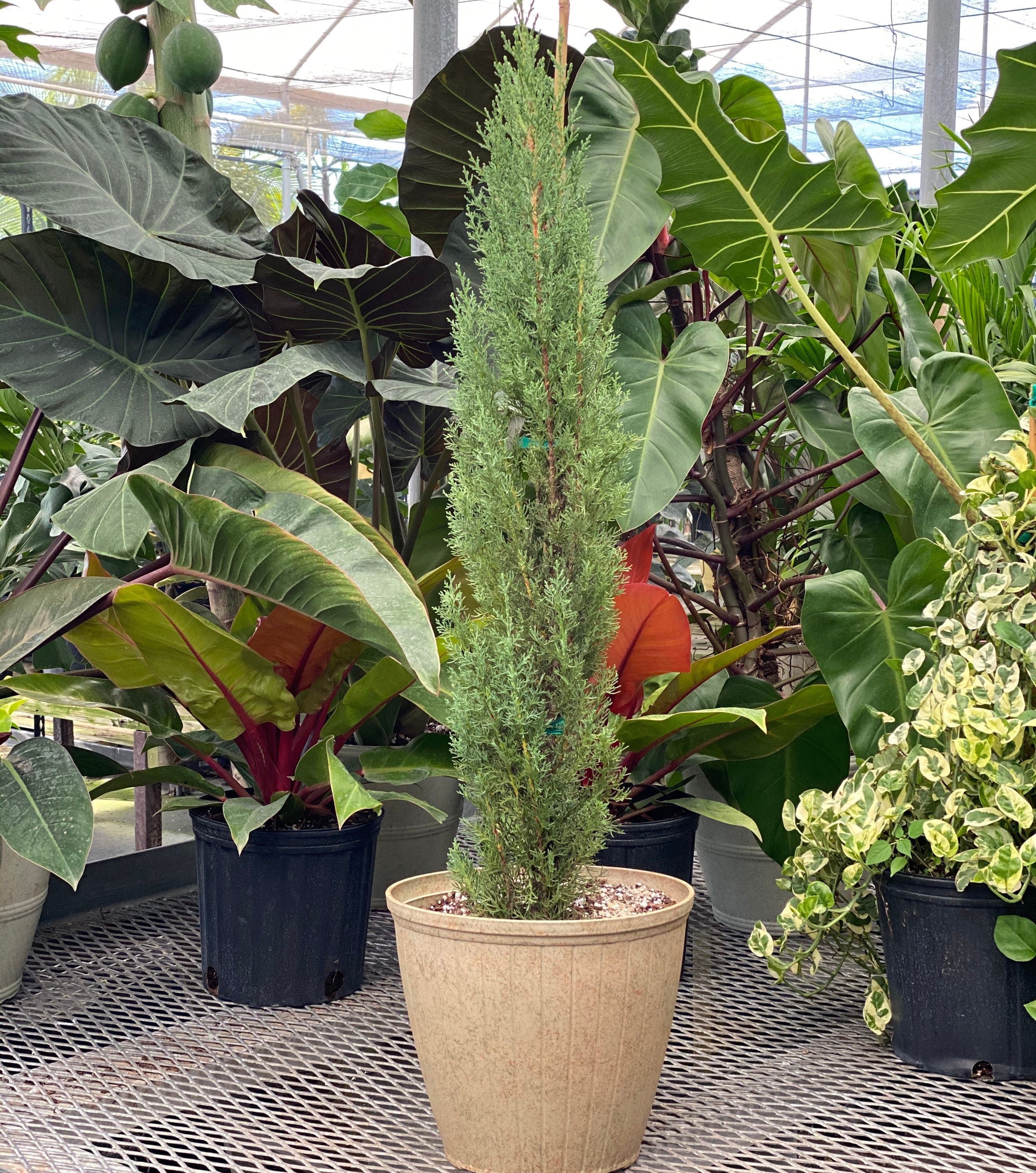 Dwarf Italian Cypress, Mediterranean Cypress